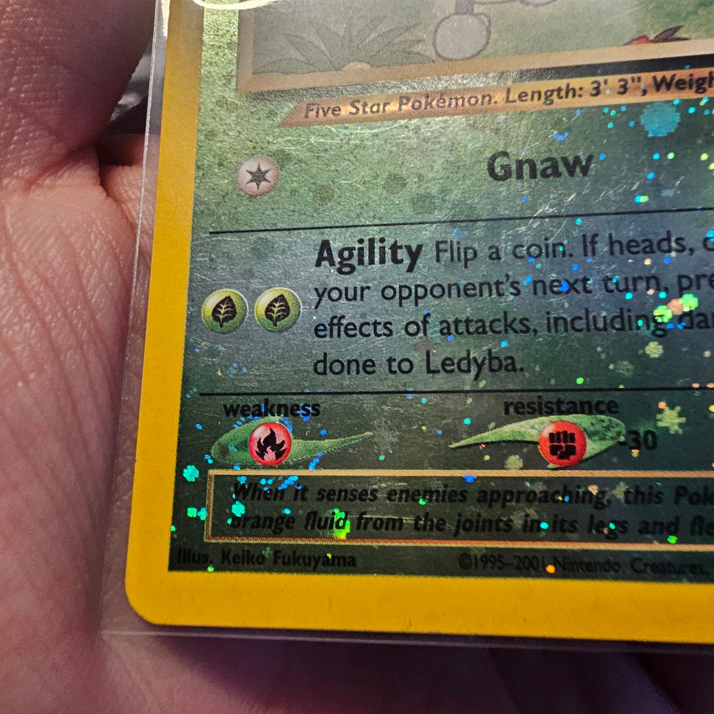 Ledyba w/swirl - Southern Islands (SI)